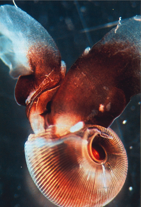 Fl??gelschnecke Limacina