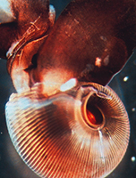 Fl??gelschnecke Limacina