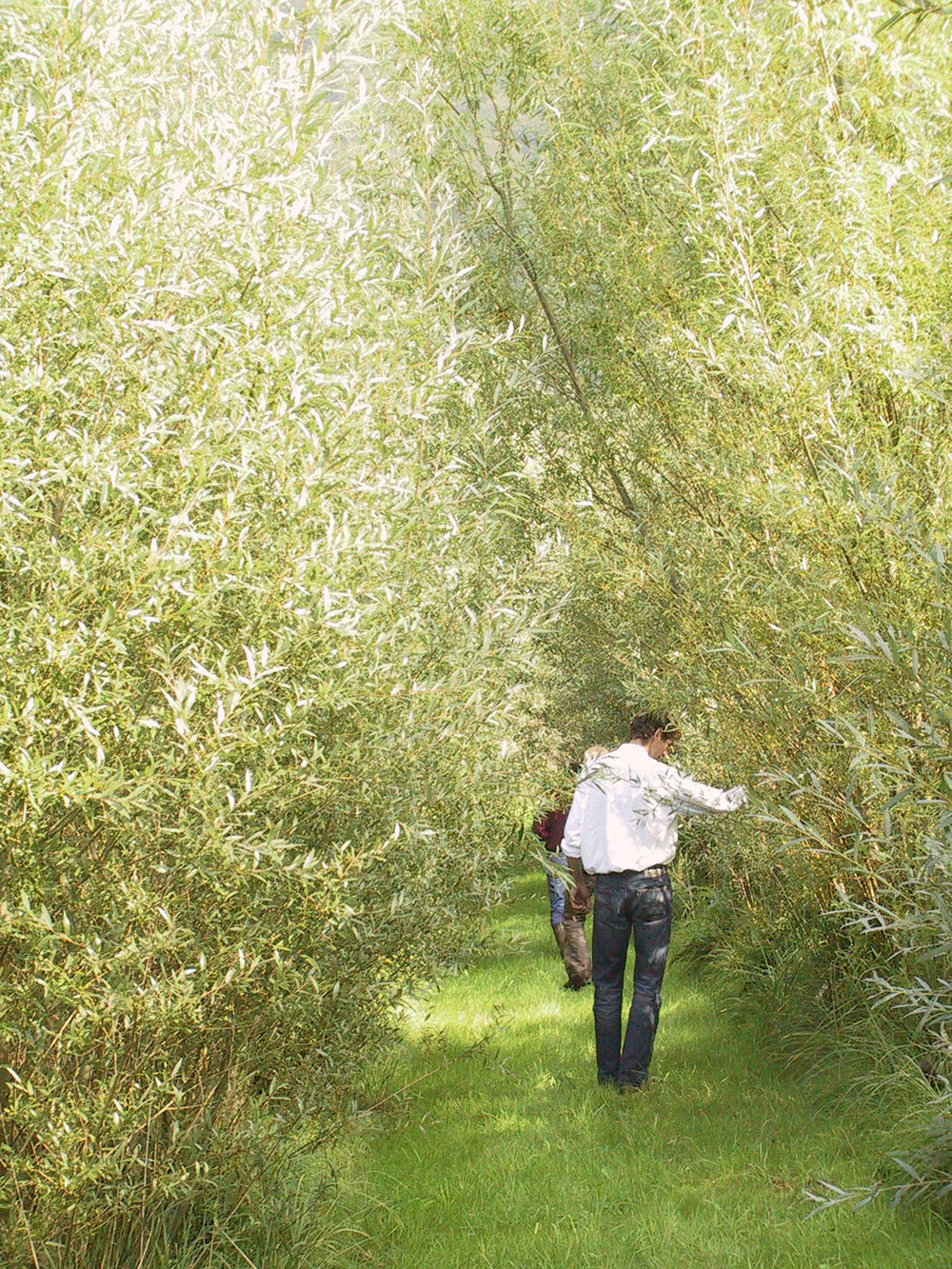 0407_plantage_z