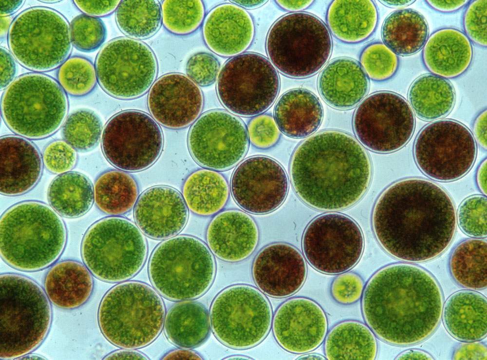 0208_Haematococcus_z