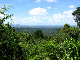 Regenwald