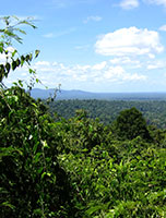 Regenwald