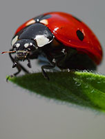 Marienkäfer