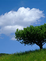 Landschaft