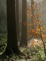 Wald