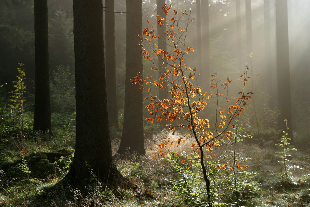 0411_holz_z