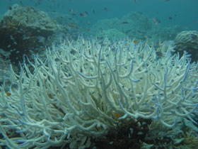 Steinkoralle Acropora 