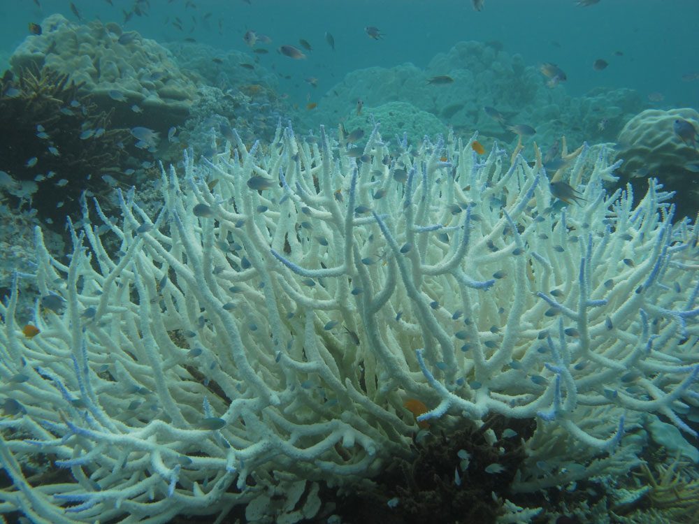 0213_acropora_z