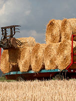 0413_stroh2_t