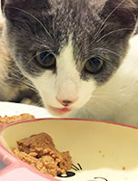 Katze vor Futternapf