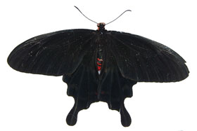 Schmetterling