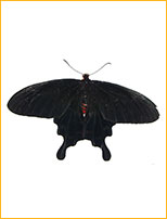 Schmetterling
