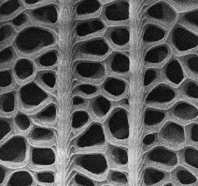 Nanostruktur