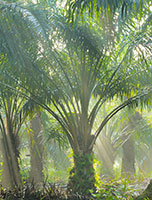 Plantage