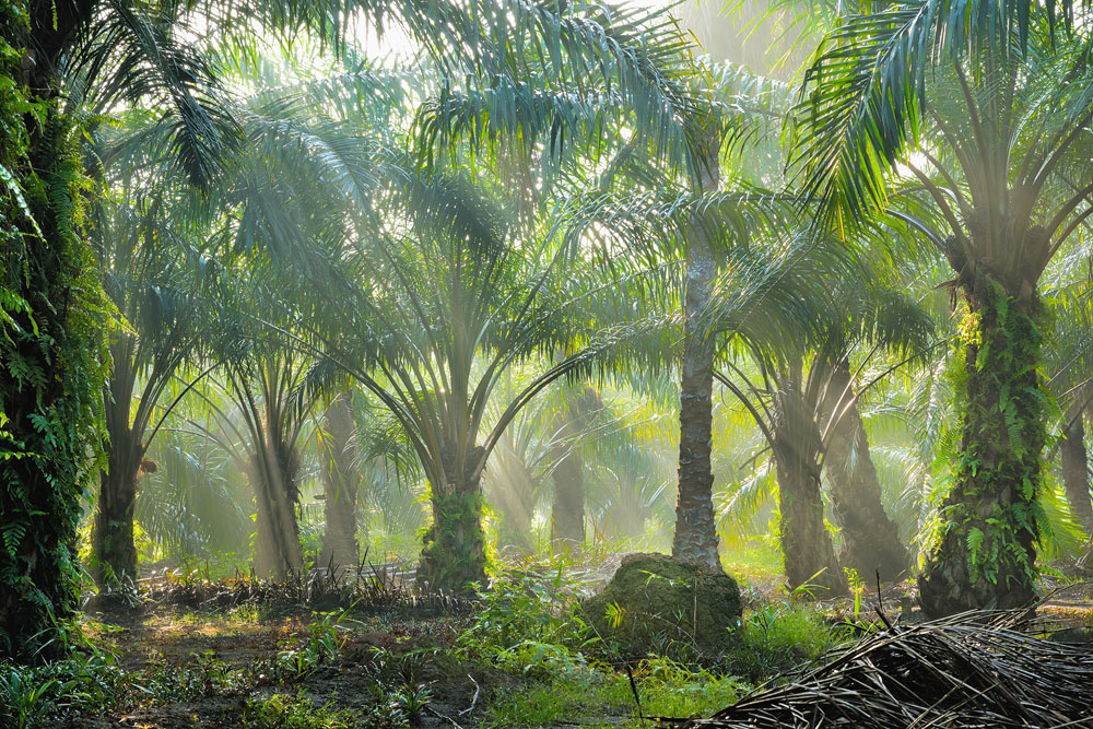 Plantage